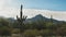 Morning shot of a silhouetted saguaro cactus near ajo, az