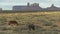 Morning shot of two horses grazing at monument valley in utah