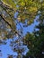 Morning Sky with Tree