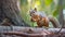 Morning Snack: Brown Squirrel Enjoying a Nut in the Forest