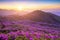 Morning and spring view of pink azalea flowers at Hwangmaesan Mountain with the background of sunlight and foggy mountain range