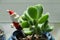 In the morning, the succulent plant Xiongtongzi grows luxuriantly in spring