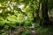 Morning summer forest with bright greenery and forest path