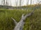 Morning in summer swamp with dry gray tree trunk in foreground and blurry background - selective focus wide angle shot