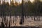 Morning in summer swamp with vertical dry gray straight tree trunks