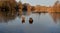 Morning sun on a frosty morning by a swampy frozen pond with the stumps of dead trees. islands with alders. coast of muddy beach w