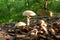 Morning sun on group of mushrooms