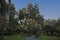 Morning sun highlight the Spanish moss hanging from the oak tree branches in Ravine Garden State Park in Palatka, Florida