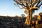 Morning sun hits cracked bark of aloe quiver tree and rugged rocky terrain