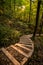 Morning Sun Lights Staircase In The Woods