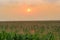 Morning sun over the flowering corn field