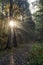 The morning sun on a path in the park rays pass through the trees