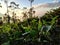 Morning sun rays slightly spread on the young Tea Leaves at a Tea Cultivation in Sri Lanka