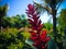 Morning Sun Shine With Sweet Blooming Crepe Ginger Flower Or Cheilocostus Speciosus