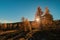 Morning sun shines through crowns of autumn larch on blue sky ba