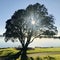 The morning sun shines through the heart of the tree. square photo image.