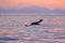 Morning sun, sunrise. Eagle flying above the sea. Beautiful Steller`s sea eagle, Haliaeetus pelagicus, flying bird of prey, with