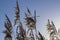 Because of the morning sun on this winter day, these reed plumes stand out nicely against the blue sky