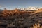 Morning sunlight on autumn trees in desert valley with snowy mountain range in distance