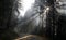 Morning sunlight beams passing through redwood trees on foggy road. Redwood trees in the morning fog and mist