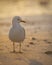 Morning sunlight casting soft backlight around a seagull. Vertical format