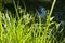 Morning Sunlight Illuminating a Wild Weed