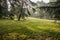 Morning sunlight on shady hillside lawn