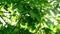 Morning Sunlight through walnut treetop and branches. Green leaves in orchard.