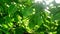 Morning Sunlight through walnut treetop and branches. Green leaves in orchard.