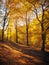 Morning sunlight in woodland shining though golden autumn foliage with dappled light and shadow on the forest floor