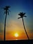 Morning sunrise coconut trees beach sunny sky