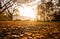 Morning sunrise light in the countryside Shines against small pebbles and leaves  Warm feeling