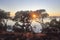 Morning sunrise through the mangroves at Wellington Point Qld, red soil in beach.