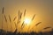 Morning sunrise in the rural fields over the weeds