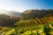 Morning sunrise in strawberry garden at Doi Ang-khang mountain,