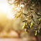 Morning sunshine through defocused olive trees with copyspace