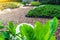 The morning sunshine shines on the large rocks and pinto peanut ground in the garden, beautifully decorated in front of the house,