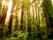 Morning sunshine streams through the trees, Muir woods.