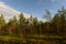 Morning swamp pine forest in sunlight and shadows of dawn under a blue sky