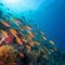 Morning Swim: A Colorful School of Fish in a Turquoise Coral Reef