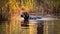 Morning Swim with Ducks: Black Labrador Retriever in a Peaceful Pond