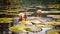 Morning Swim: Ducks in a Lily Pad Pond