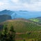 Morning at tea plantation. Munnar, Kerala, India