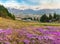 Morning view of blooming sakura cherry tree in front of Hakuba and Japanese Alps