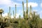 Morning View of Cacti in the Desert in Arizona