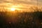 Morning view of dewy grass meadow of a rural area with sunrise