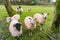 Morning view of a farm with many sheeps