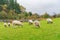 Morning view of a farm with many sheeps