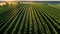 Morning view of fruit bearing orange orchard with trees in USA, view of agricultural field, Orange trees,