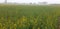 A morning view of a mustard field in India